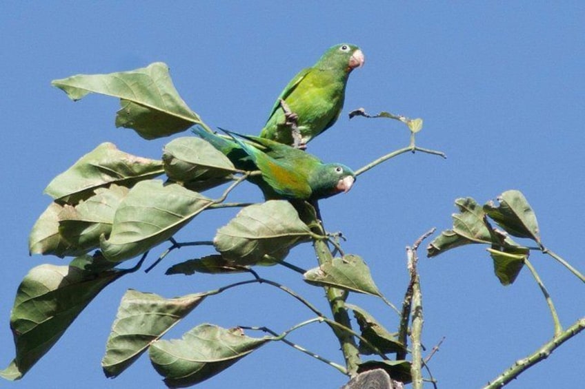 Dos guacamayos verdes posados en una rama con hojas contra un cielo azul despejado. 5