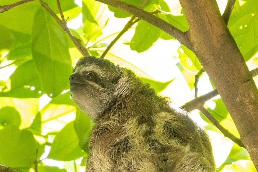 Un perezoso aferrado a una rama, rodeado de follaje verde. 1