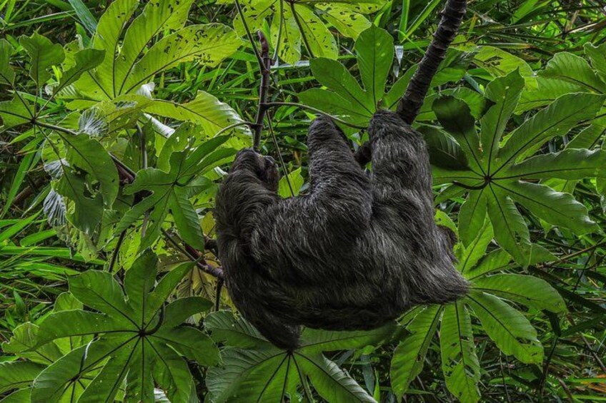 A sloth hanging from a tree branch amidst dense green foliage. 3