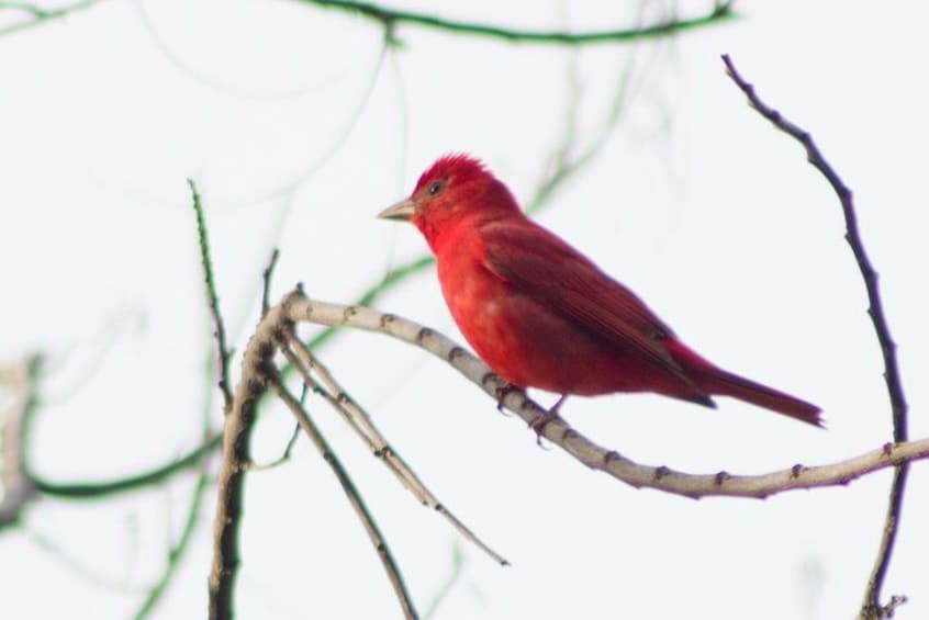 A red bird perched on a branch. 2