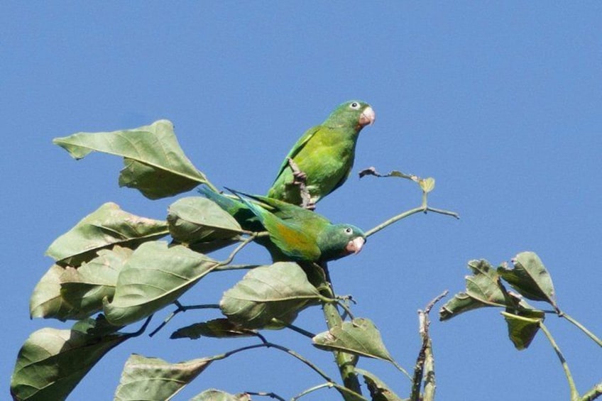 Two green parrots perched on a branch with leaves against a clear blue sky. 3