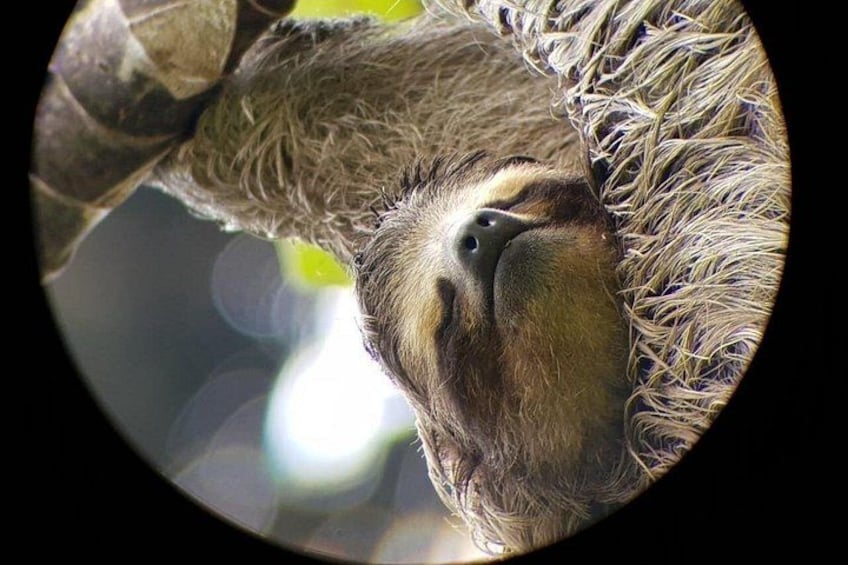 A sloth clinging to a tree branch. 2