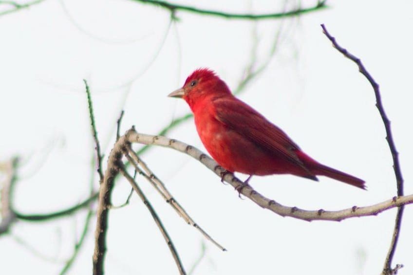 A red bird perched on a bare branch. 2