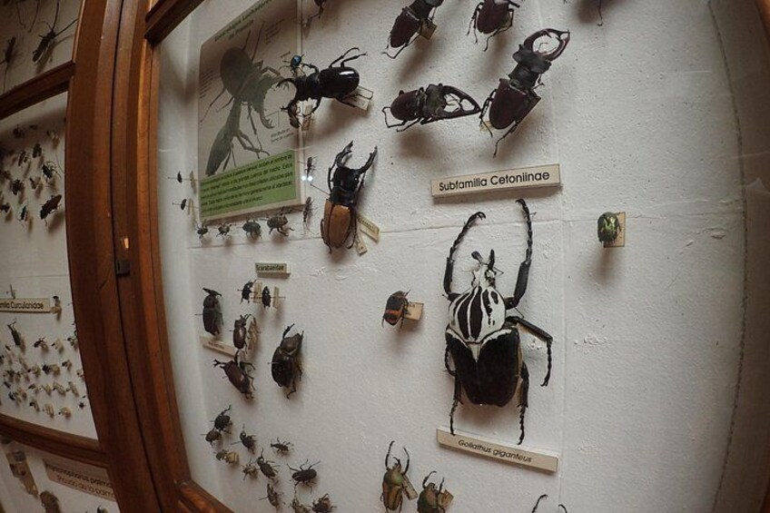 A display of various beetles mounted on a wall, including labels for species like Subulina Cetoniniae and Goliathus Gigantus. 2