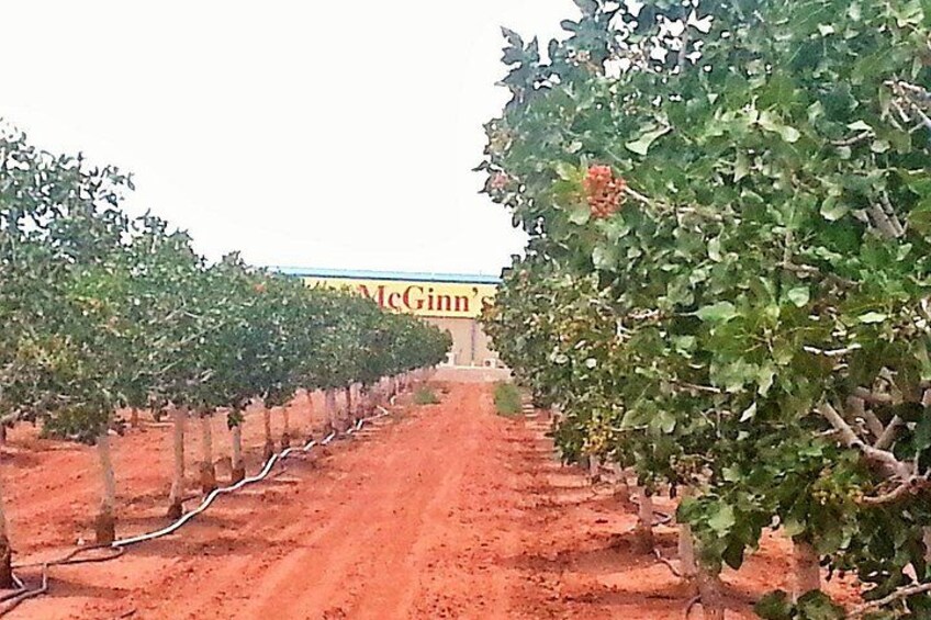 Tour the Pistachio Orchard 2
