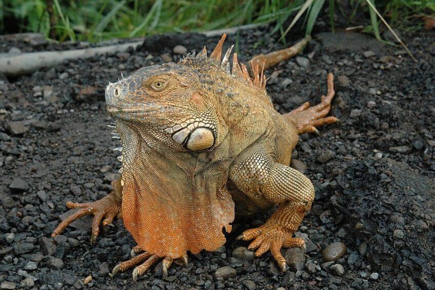 An iguana on rocky ground. 2