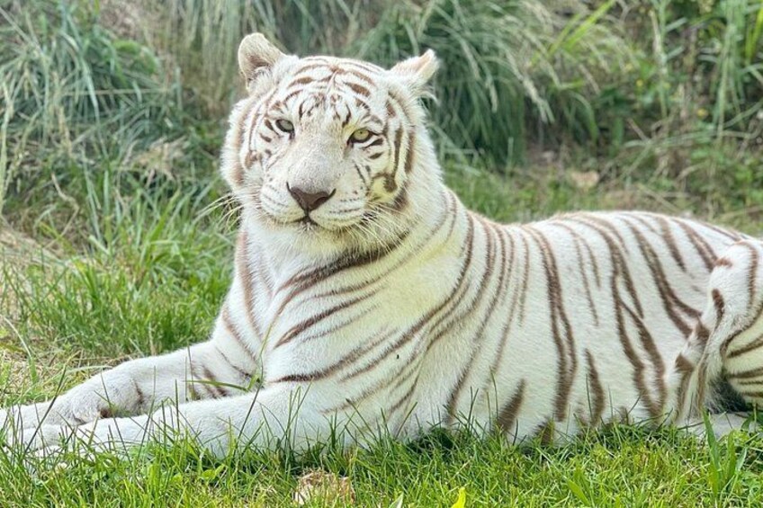 Un tigre blanc allongé sur l’herbe, avec un feuillage vert et dense en arrière-plan. 1