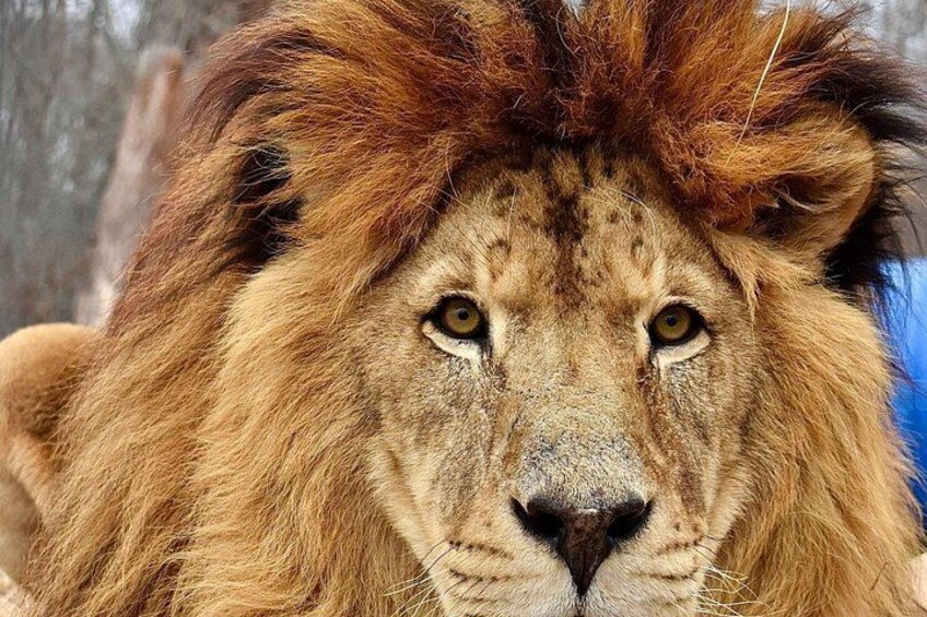 Un lion à la crinière épaisse, se détachant sur un arrière-plan flou. 3