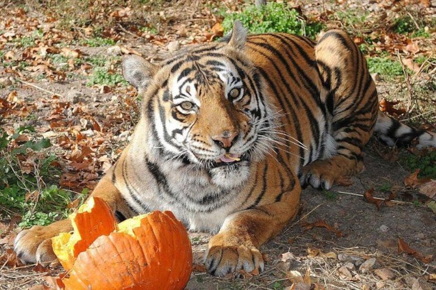 Un tigre allongé sur le sol, avec une citrouille sculptée à proximité. 4