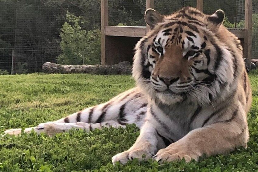 Un tigre allongé sur l’herbe dans un enclos de zoo. 2