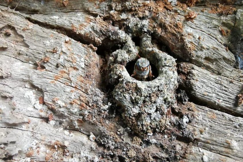 A tree with a hollow, possibly termite-infested, with a small insect or larvae visible inside. 1