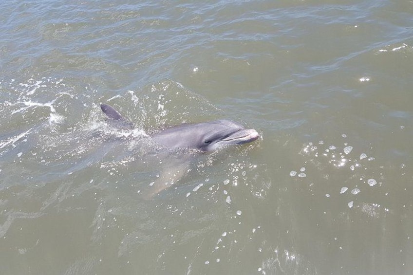2-Hour Private Hilton Head Afternoon Dolphin Watching Sail 1