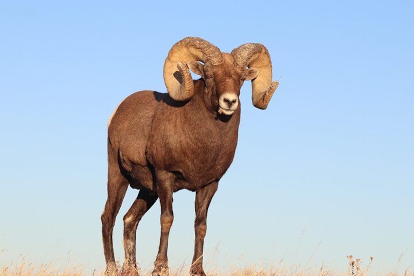 Bighorn Sheep during the Golden Hour 1
