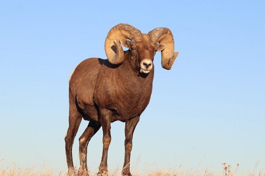 Bighorn Sheep during the Golden Hour 1