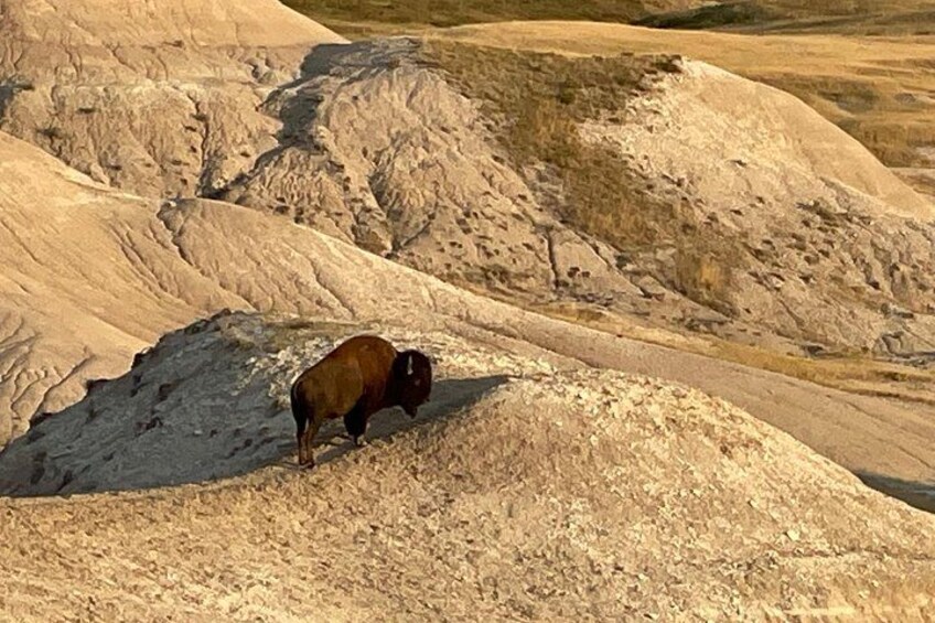 Badlands Sunset & Wildlife: Nature's Evening Glow 4
