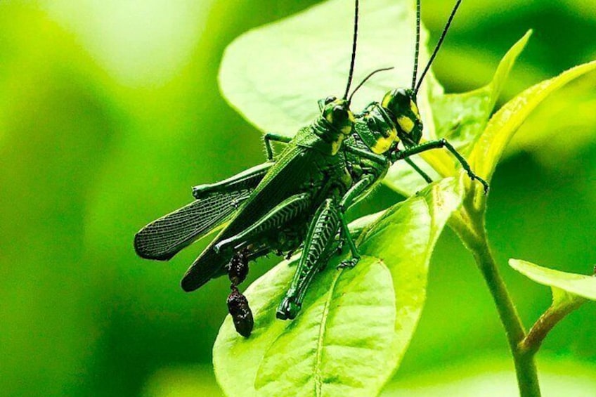 Manuel Antonio National Park Wildlife Tour 2
