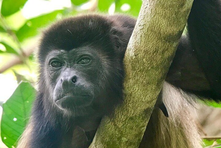 Manuel Antonio National Park Wildlife Tour