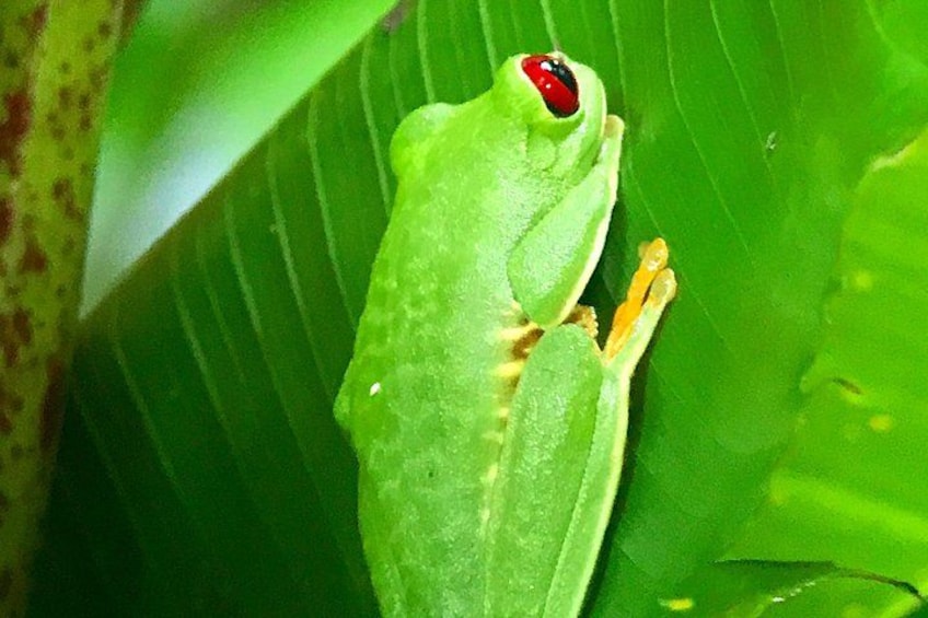 Manuel Antonio National Park Wildlife Tour 3