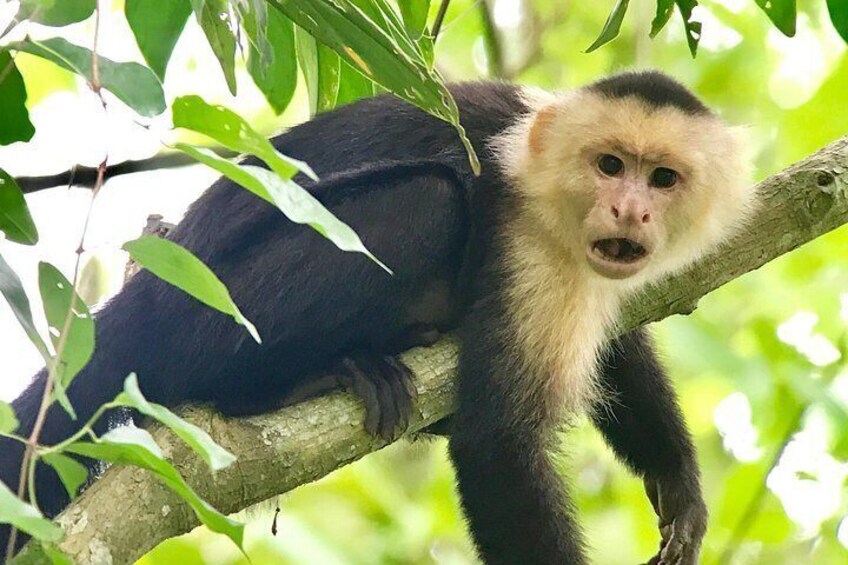 Manuel Antonio National Park Wildlife Tour 4