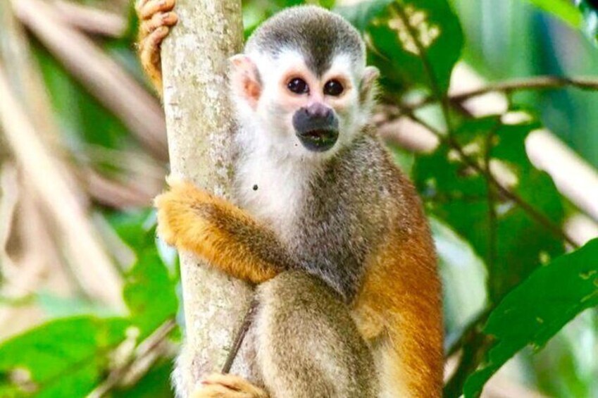 Manuel Antonio National Park Wildlife Tour