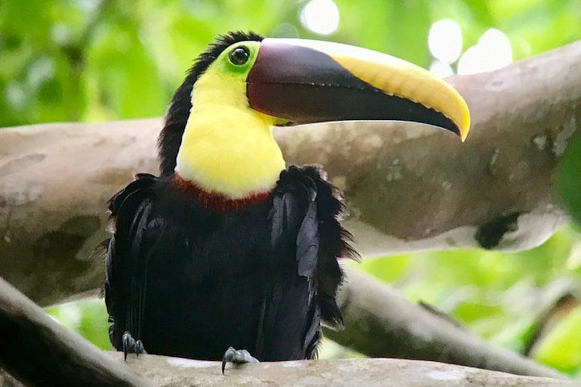 Manuel Antonio National Park Wildlife Tour 1