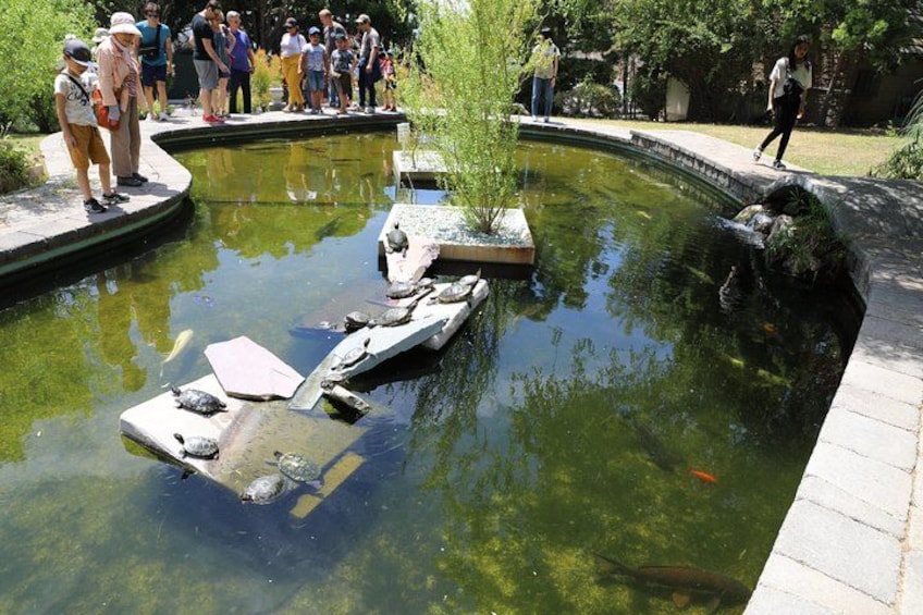 Are you ready to see the secret pond with "The Ninja Turtles" ? 3