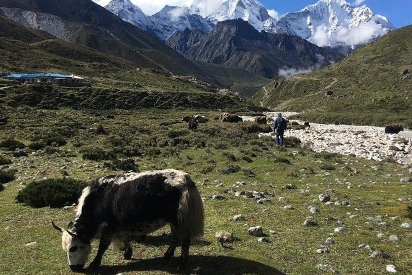 Un paisaje montañoso con un yak pastando, una persona caminando y un río. 4