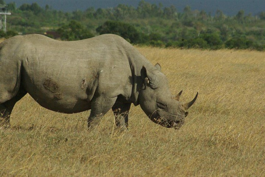 A rhinoceros in a grassy field with trees in the background. 4