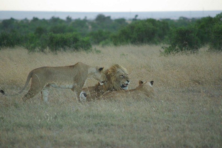 A lioness with cubs in a grassy savannah. 2