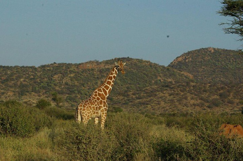 A giraffe standing in a grassy field with hills in the background. 5
