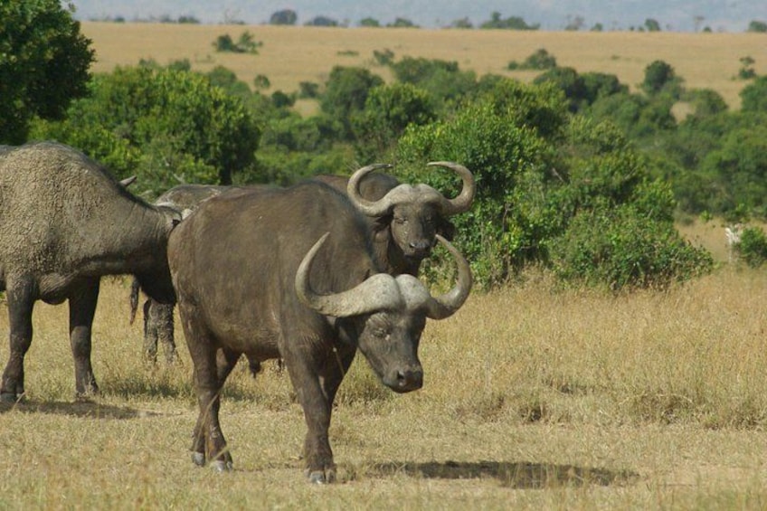 A group of buffalo in a grassy field with trees in the background. 3