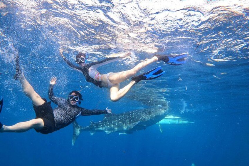 Tres personas haciendo snorkel bajo el agua, con una tiburón ballena a lo lejos. 2