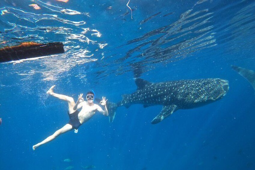 Cebu Whaleshark Tour