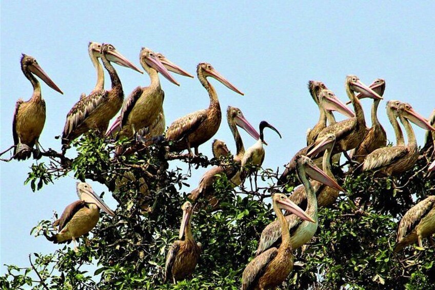 Prek Toal Birds Sanctuary and floating Village Private Day Tour 1