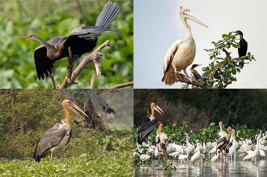 Prek Toal Birds Sanctuary and floating Village Private Day Tour 4