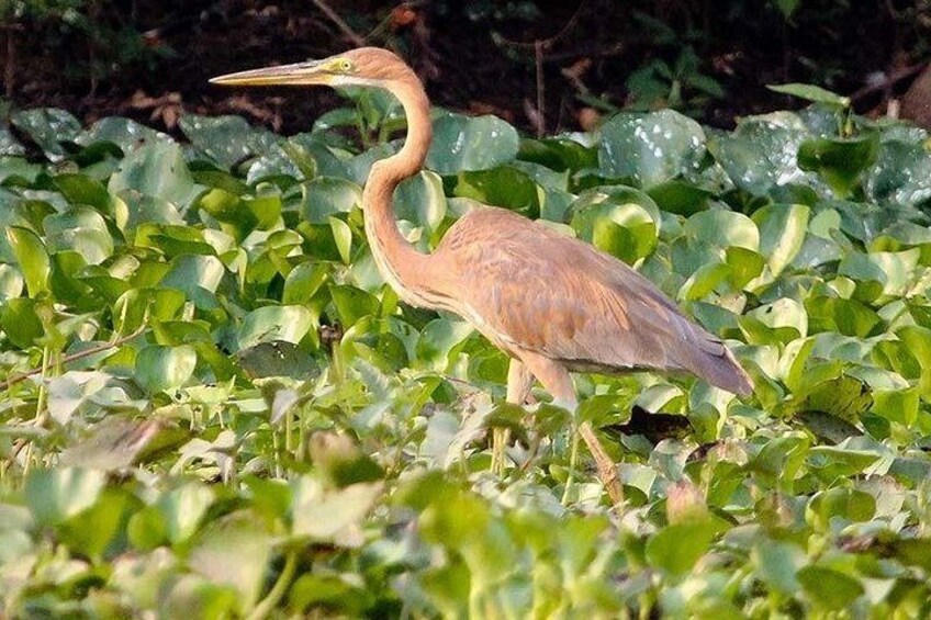 Prek Toal Birds Sanctuary and floating Village Private Day Tour 3