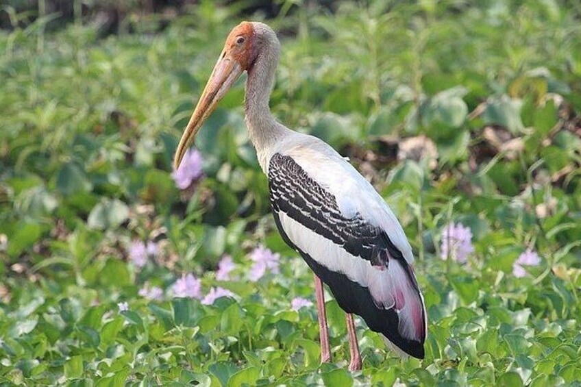 Prek Toal Birds Sanctuary and floating Village Private Day Tour 5