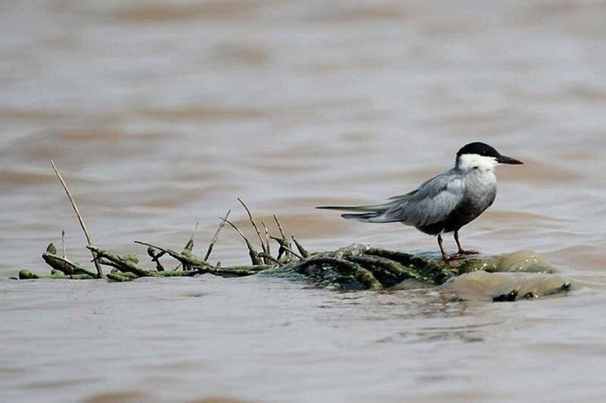 Prek Toal Birds Sanctuary and floating Village Private Day Tour 2