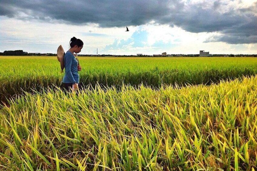 A person standing in a field of crops with a cloudy sky in the background. 1