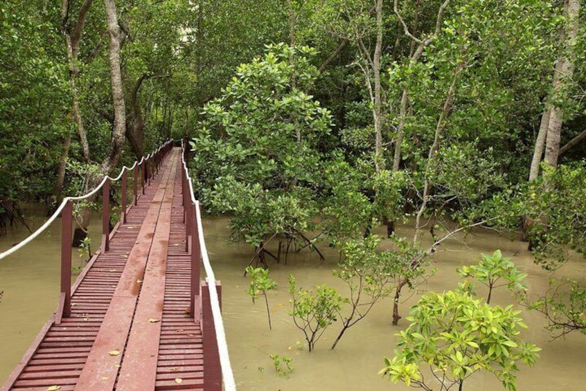 Kuala Selangor Nature Park 5