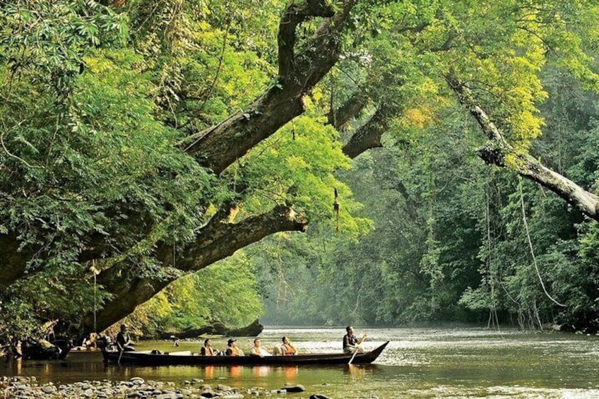 A river with a boat carrying people, surrounded by dense forest. 1