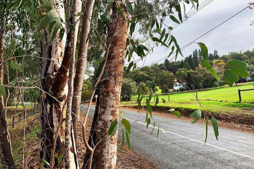 Perth Hills Explorer Private Day Tour 3