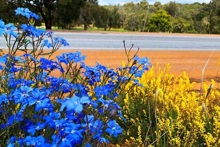 Spring Wildflower Private Day Tours 2