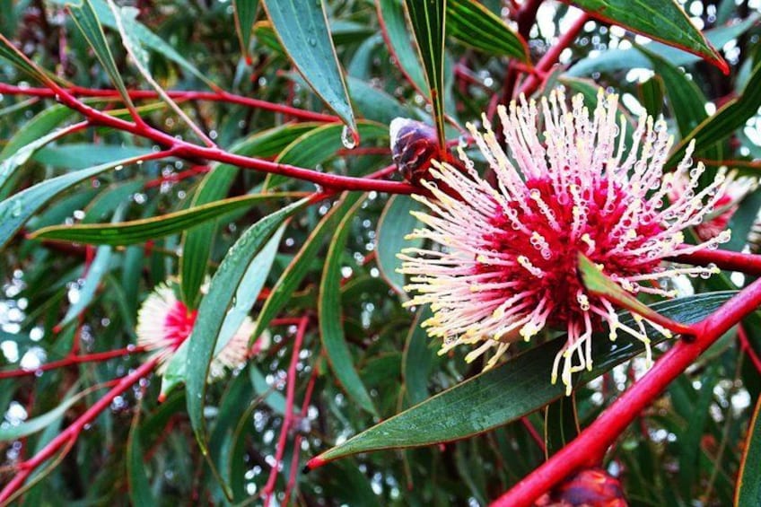A Pin-Cushion Hakea explosion of pink colour. 4