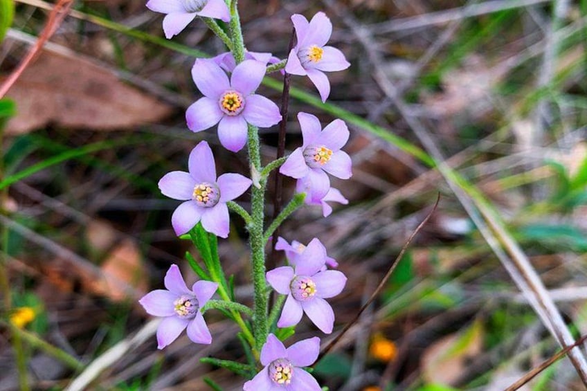 Spring Wildflower Private Day Tours 4