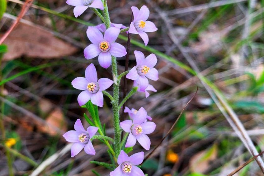 Spring Wildflower Private Day Tours 3