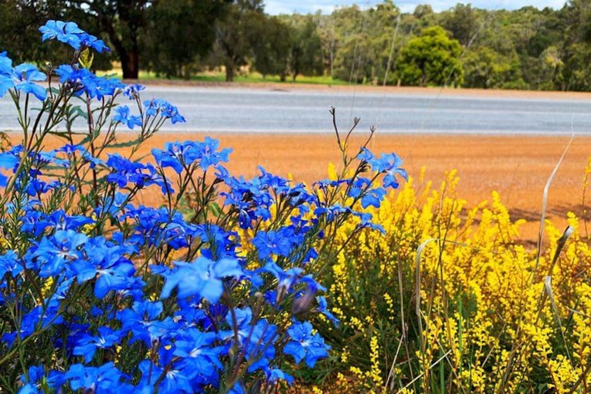 Spring Wildflower Private Day Tours 2