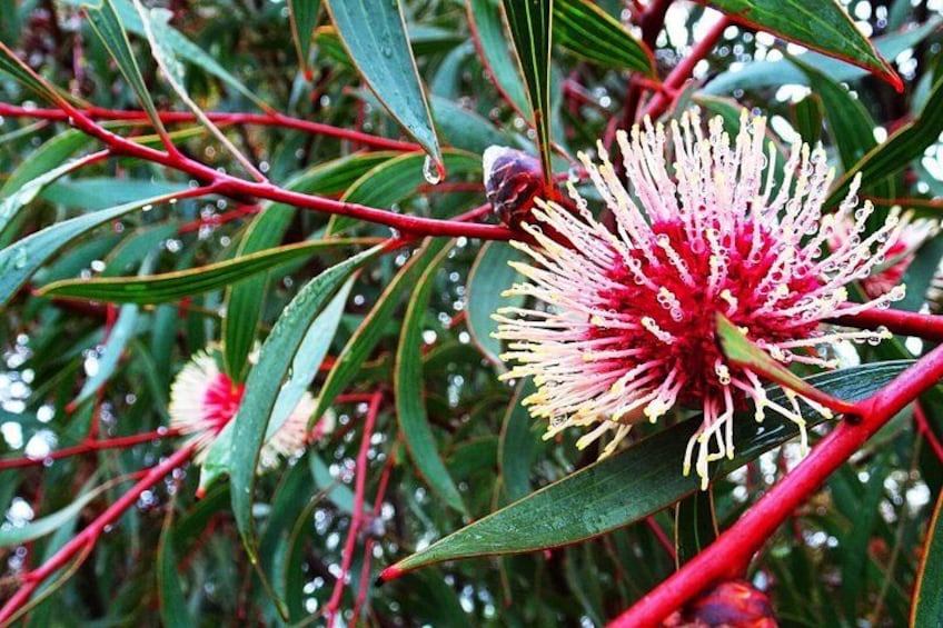 A Pin-Cushion Hakea explosion of pink colour. 5