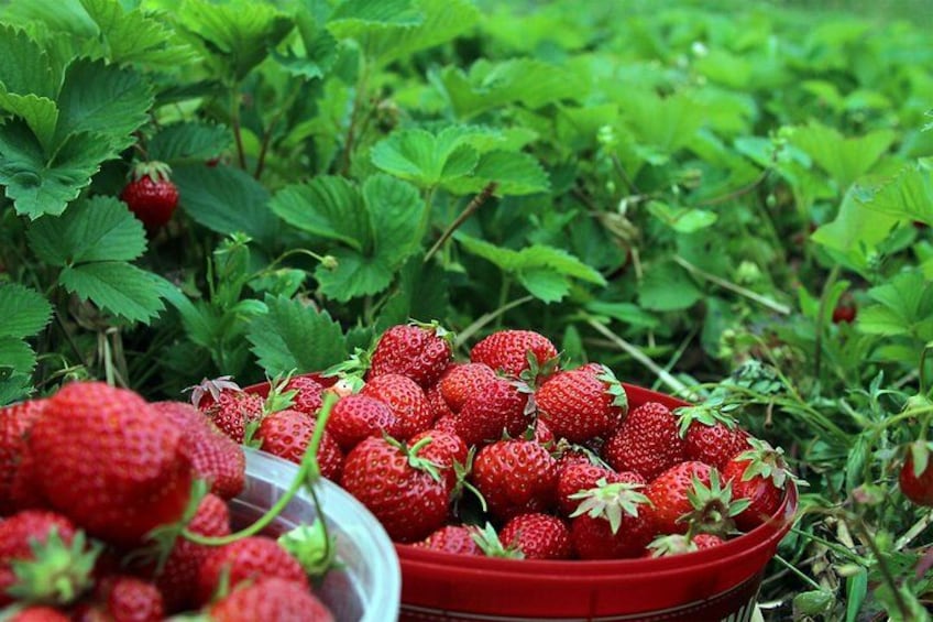 Un bol rouge rempli de fraises, entouré de feuillage verdoyant. 4