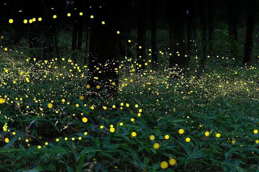 Une forêt avec des fleurs jaunes et des arbres. 1